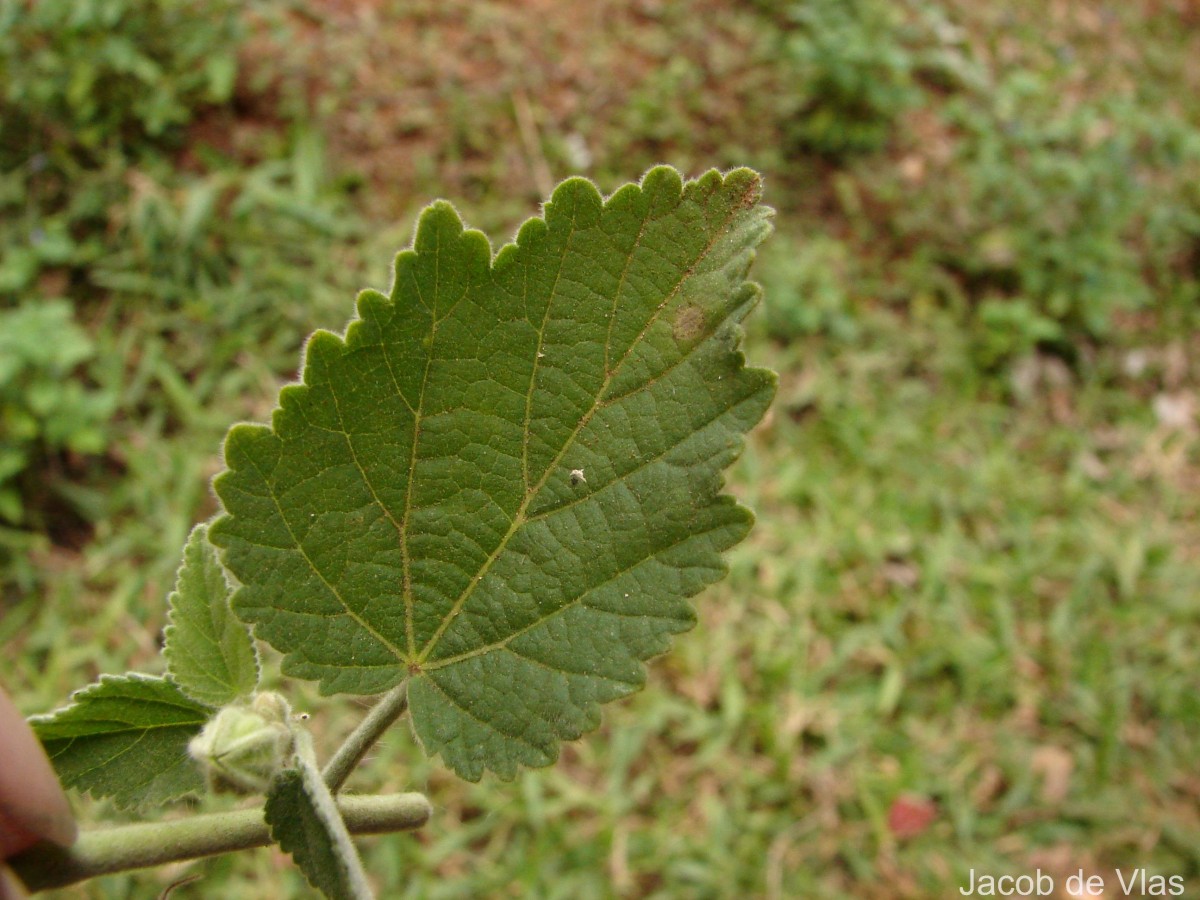 Sida cordifolia L.